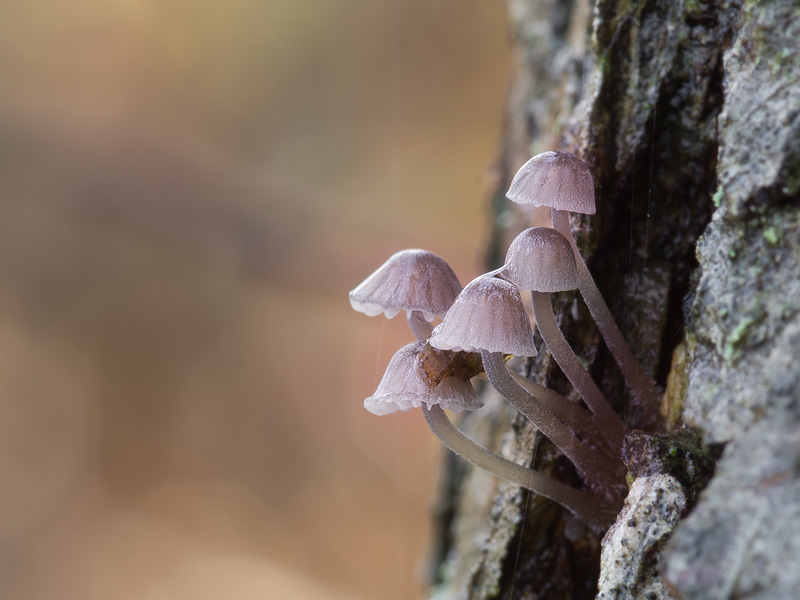 Mycena meliigena